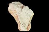 Oreodont (Merycoidodon) Maxilla Section - South Dakota #146173-1